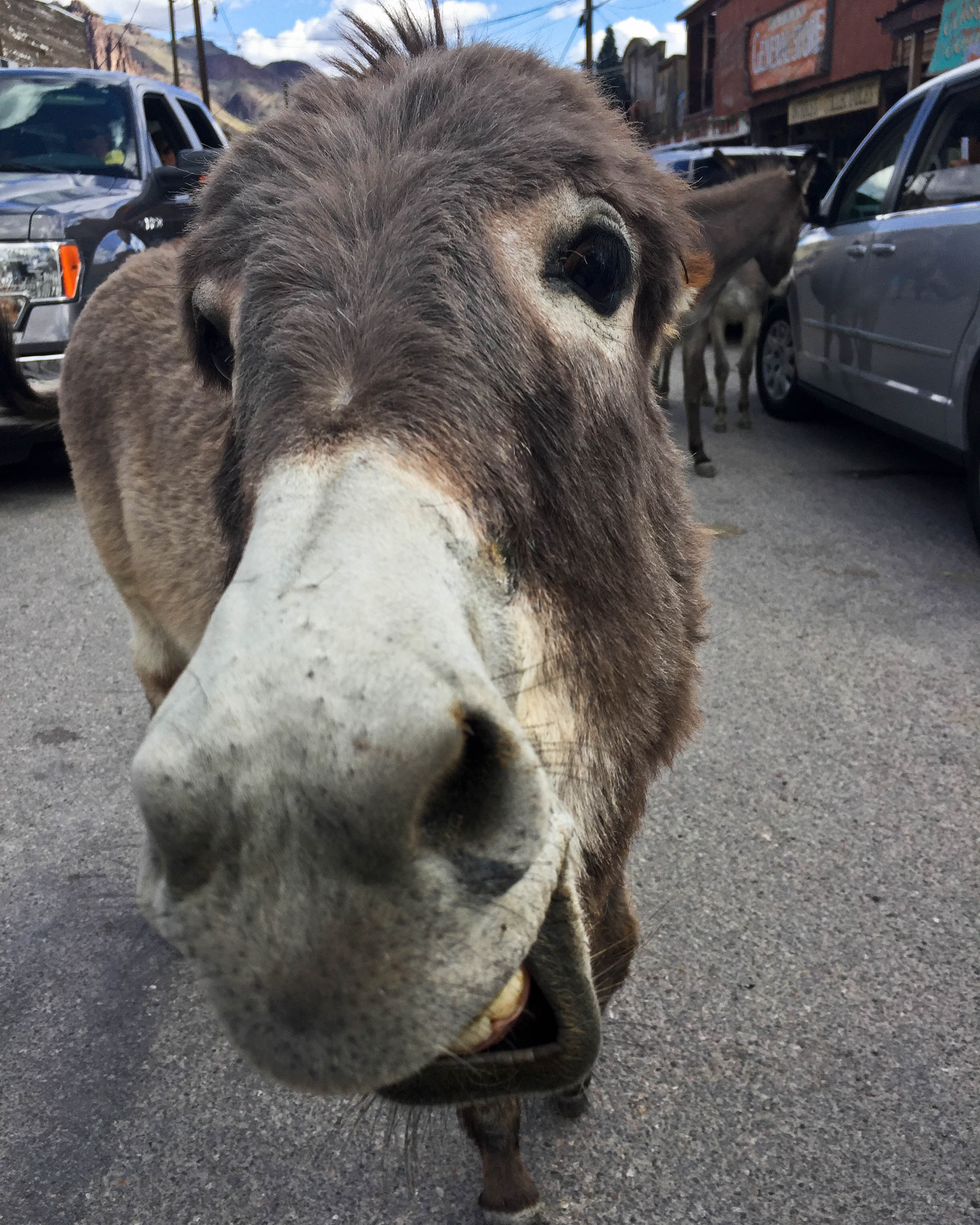 A donkey in Oatman, Arizona, reacts grumpily to having its photograph taken. 2017.