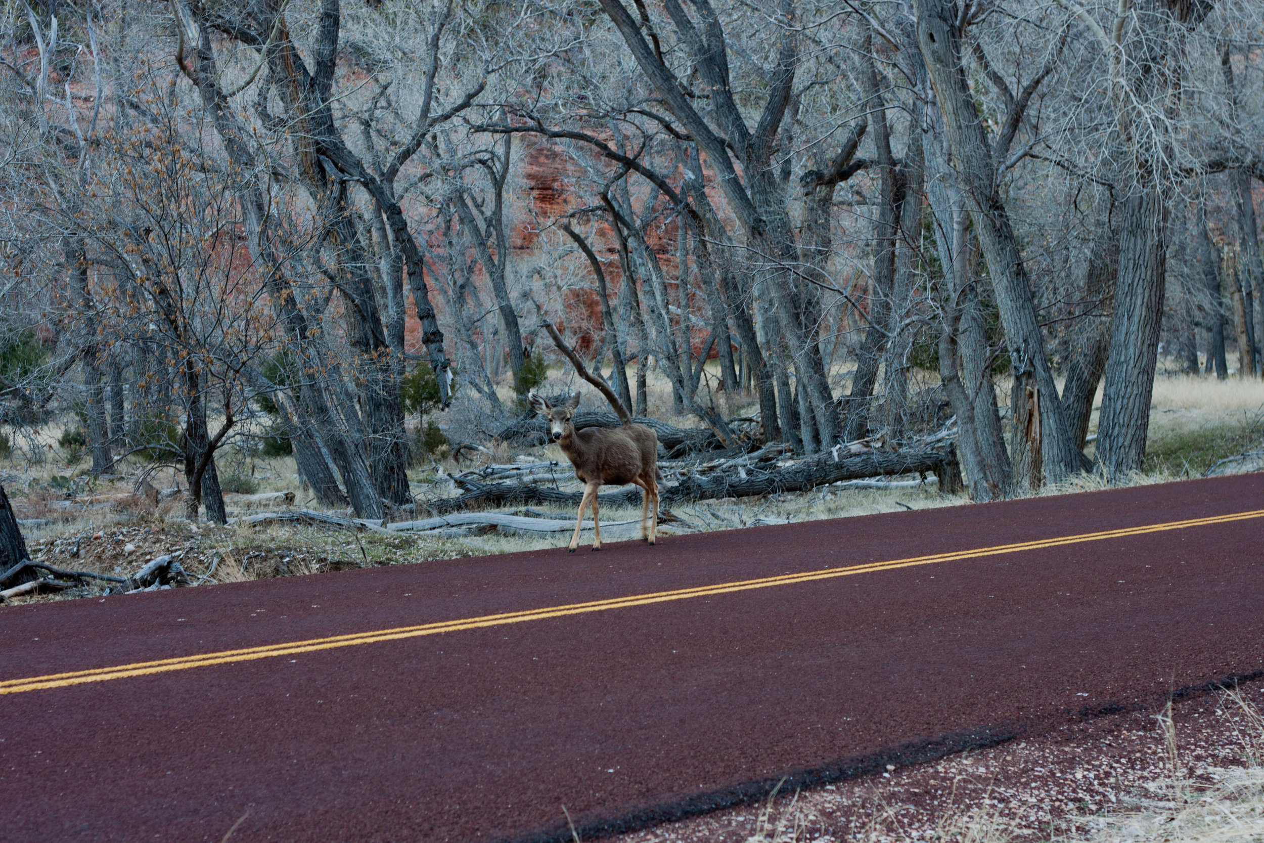 A mule deer prepares to cross a street in Zion National Park , 2015.