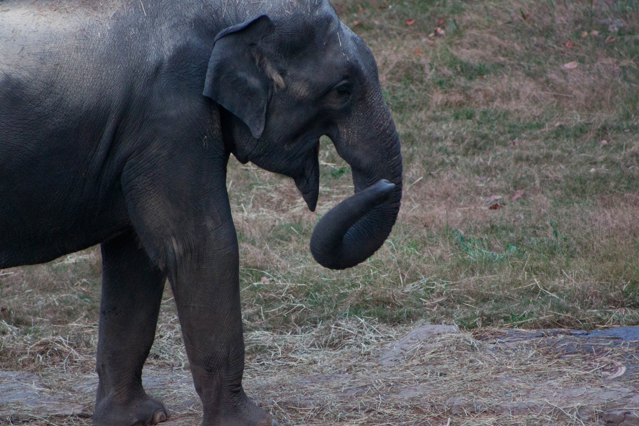 An elephant greets visitors to the Smithsonian's National Zoo in Washington, D.C., October 2012.