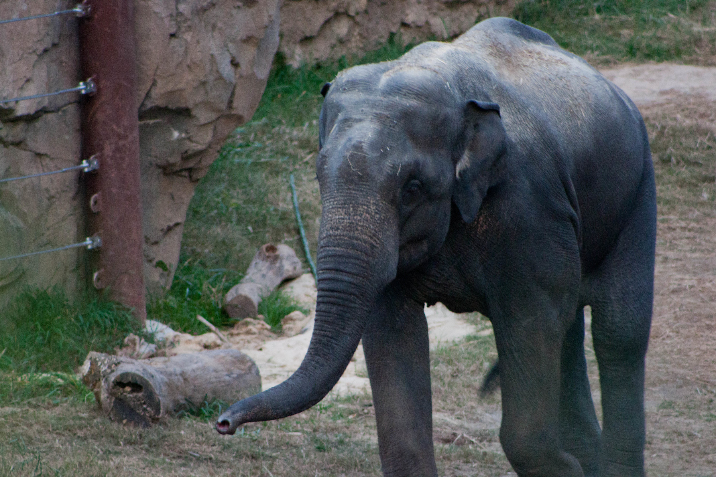 An elephant greets visitors to the Smithsonian's National Zoo in Washington, D.C., October 2012.