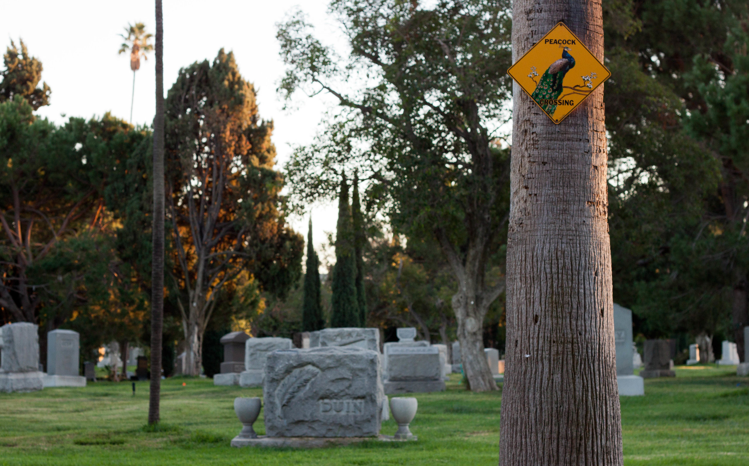 A sign marks a peacock crossing path at Hollywood Forever Cemetery in Los Angeles, 2017.