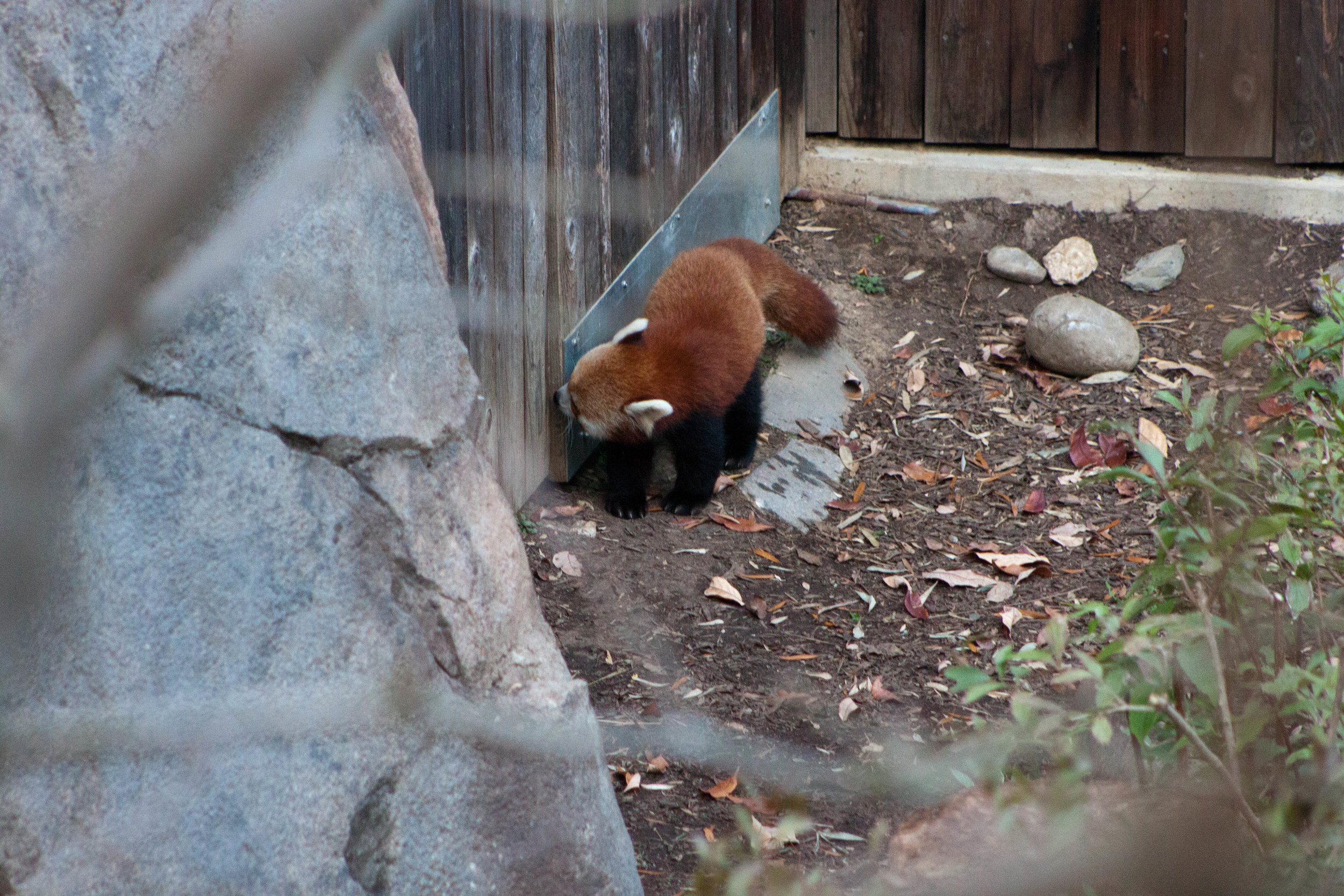 A curious red panda examines the door to is enclosure at the Smithsonian's National Zoo in Washington, D.C., October 2012.