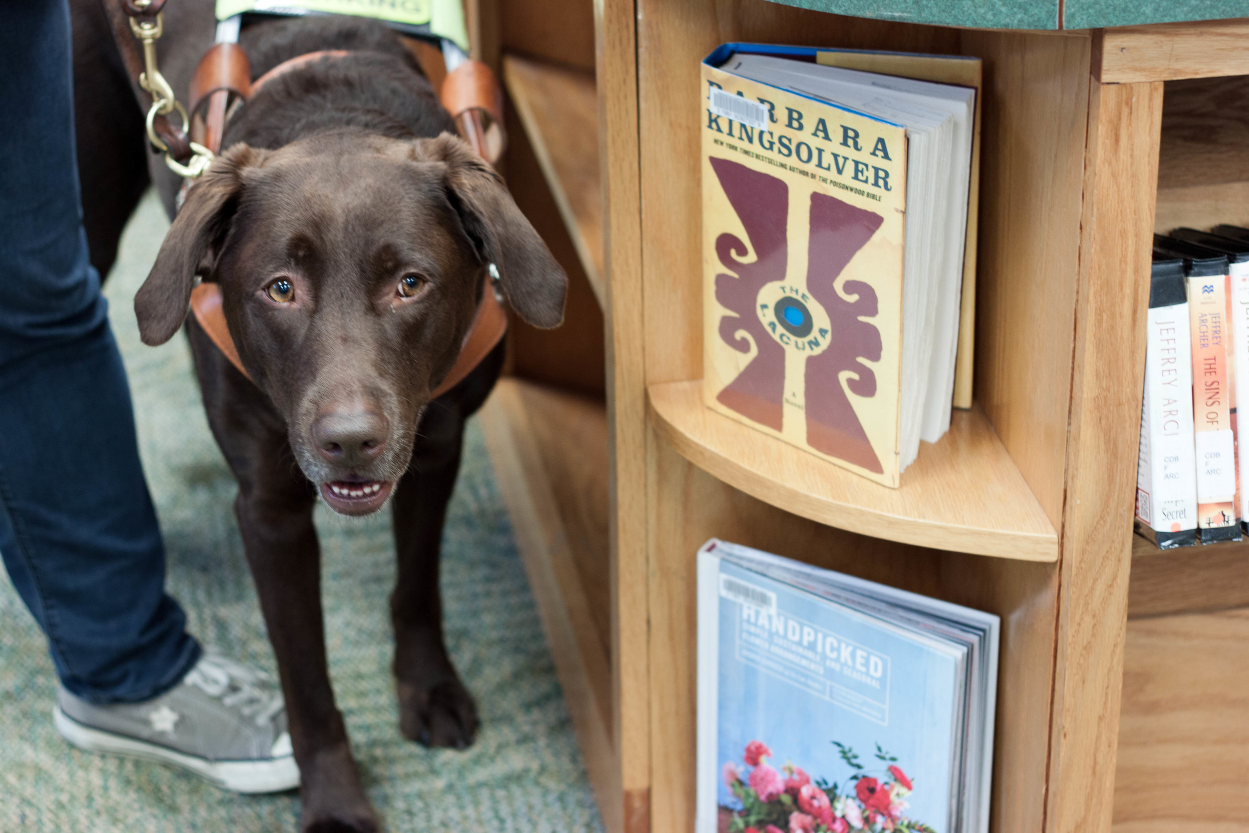 Karra , a seeing eye dog, enjoys a trip to the library with her human.