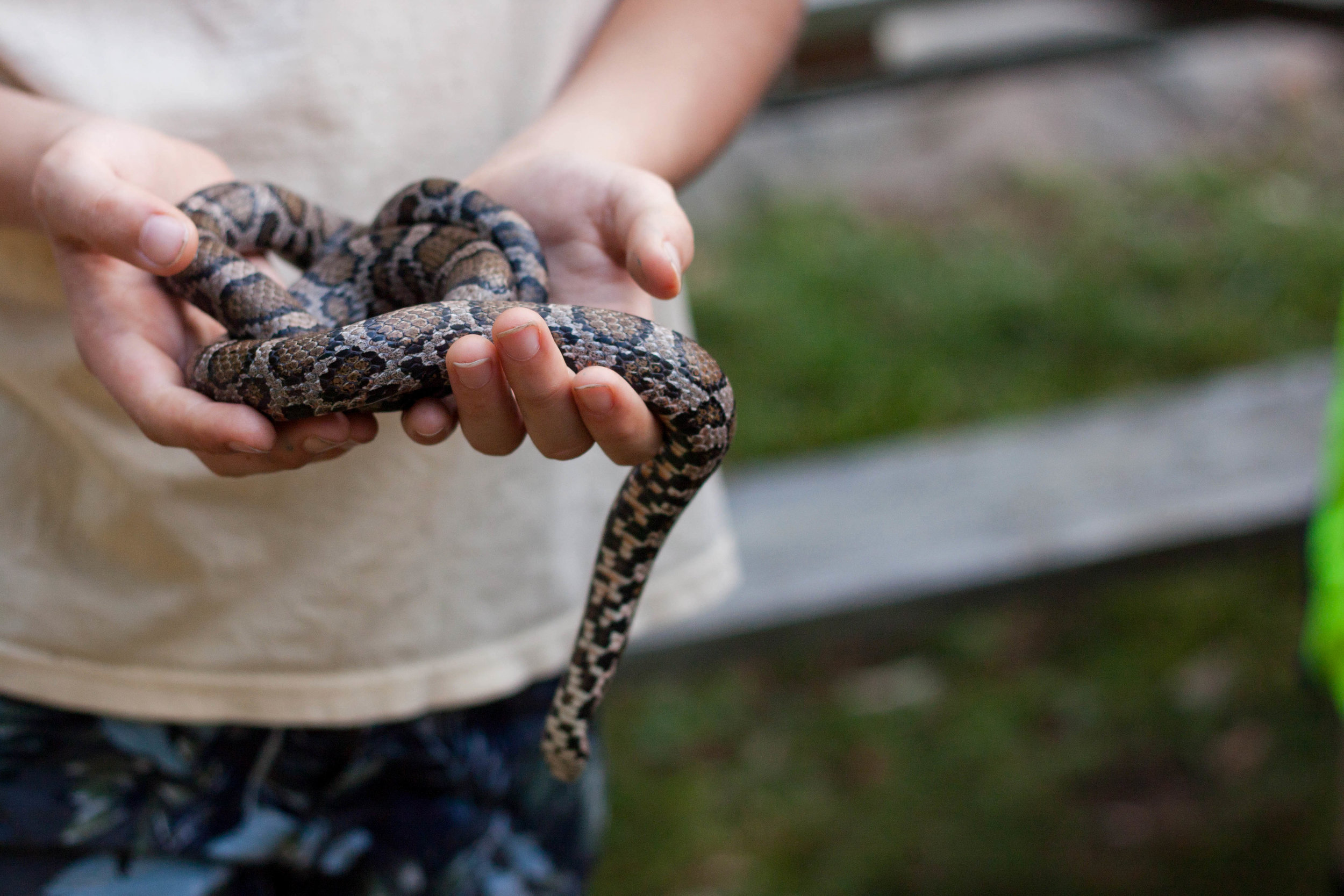 A boy timidly holds a snake during the Wild Mushroom Festival at the Denison Pequotsepos Nature Center in Mystic, Connecticut. Read the article here .