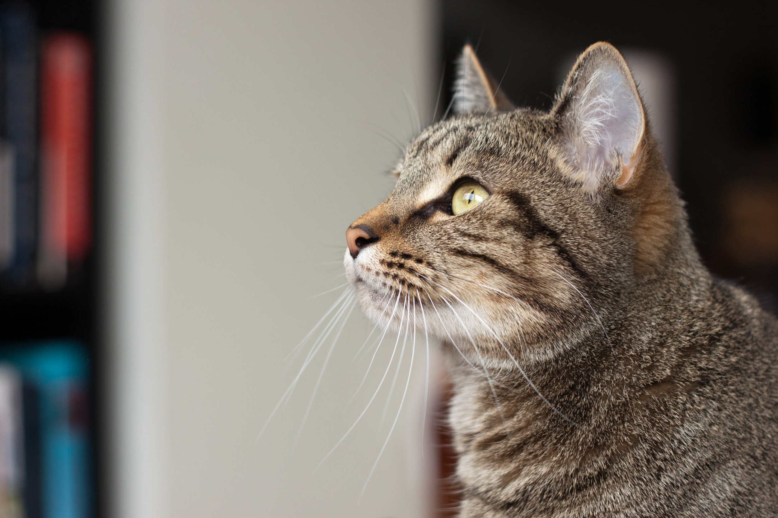 My cat, Chiyo, looks out the window of our home in Rhode Island, 2014.
