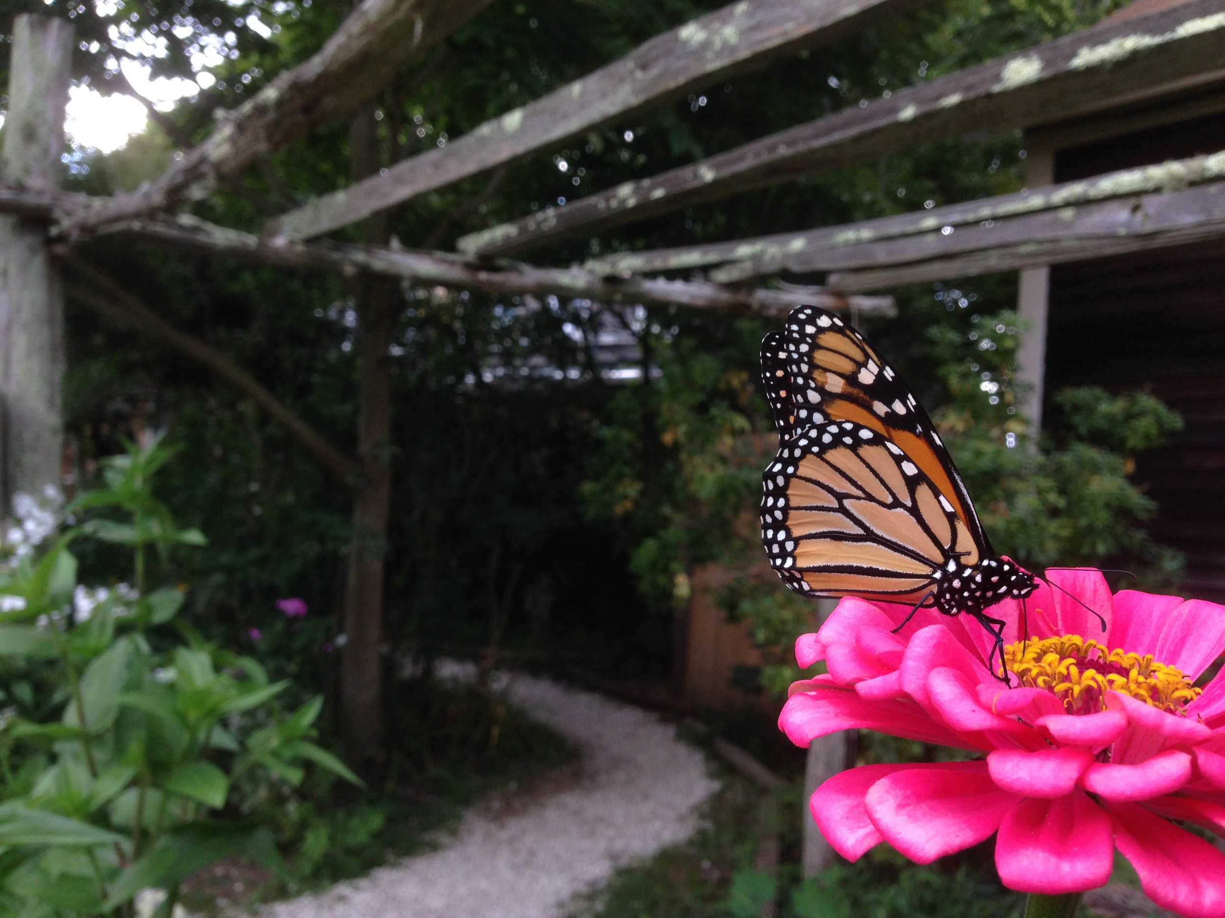 A butterfly feeds on a flower at the Fantastic Umbrella Factory in Charlestown, Rhode Island, 2014.