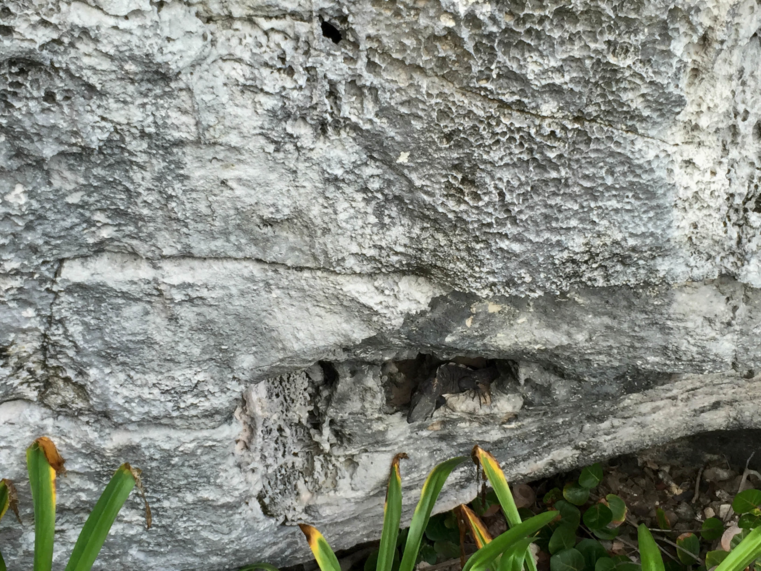 An iguana rests inside a rocky cliff by the sea in Tulum , Mexico, December 2015.