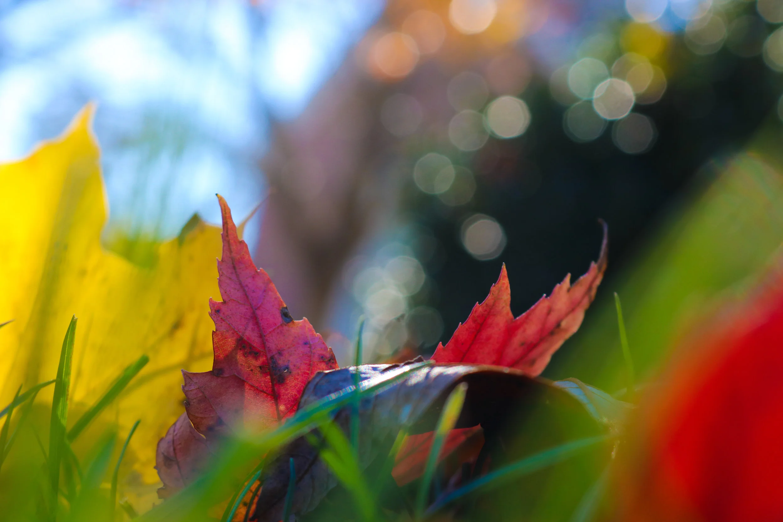 IMG_5294-2.jpg