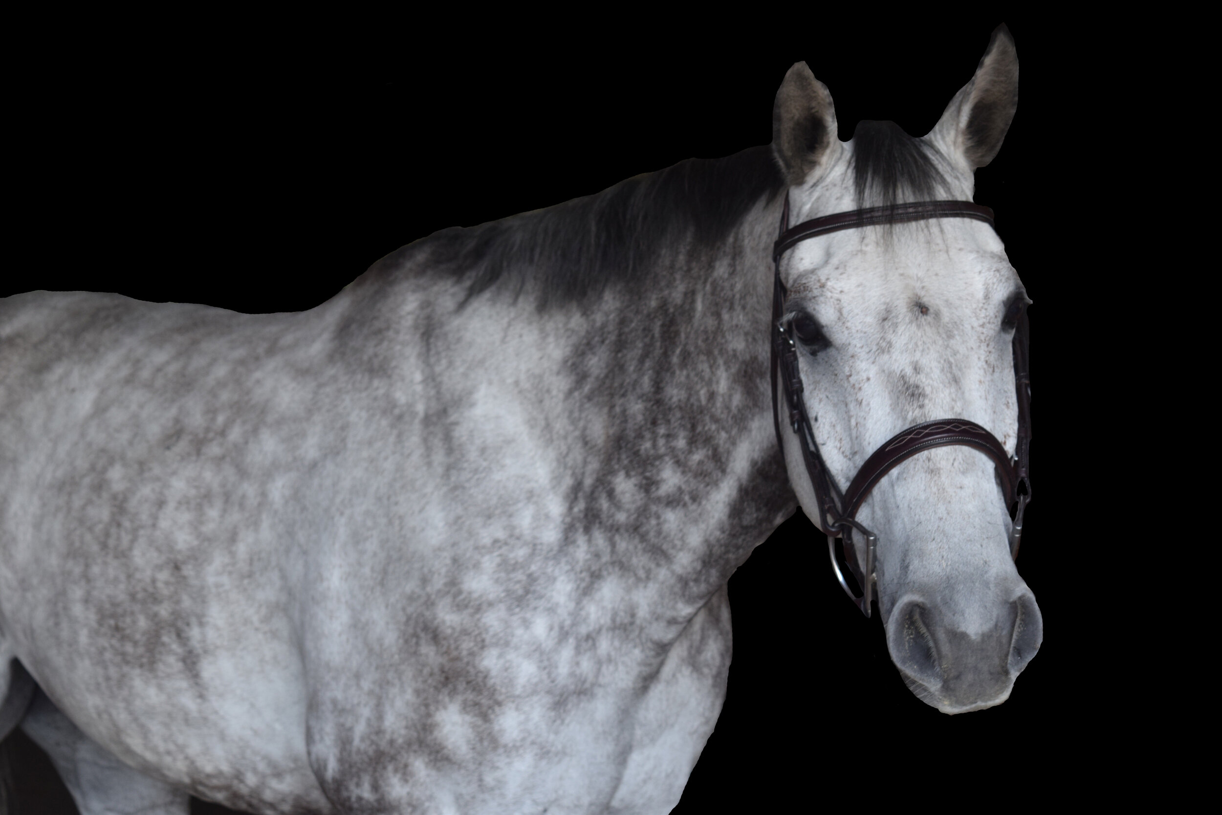 How to add a black background to any photo, specifically equine photography  — Blair Academy Photography