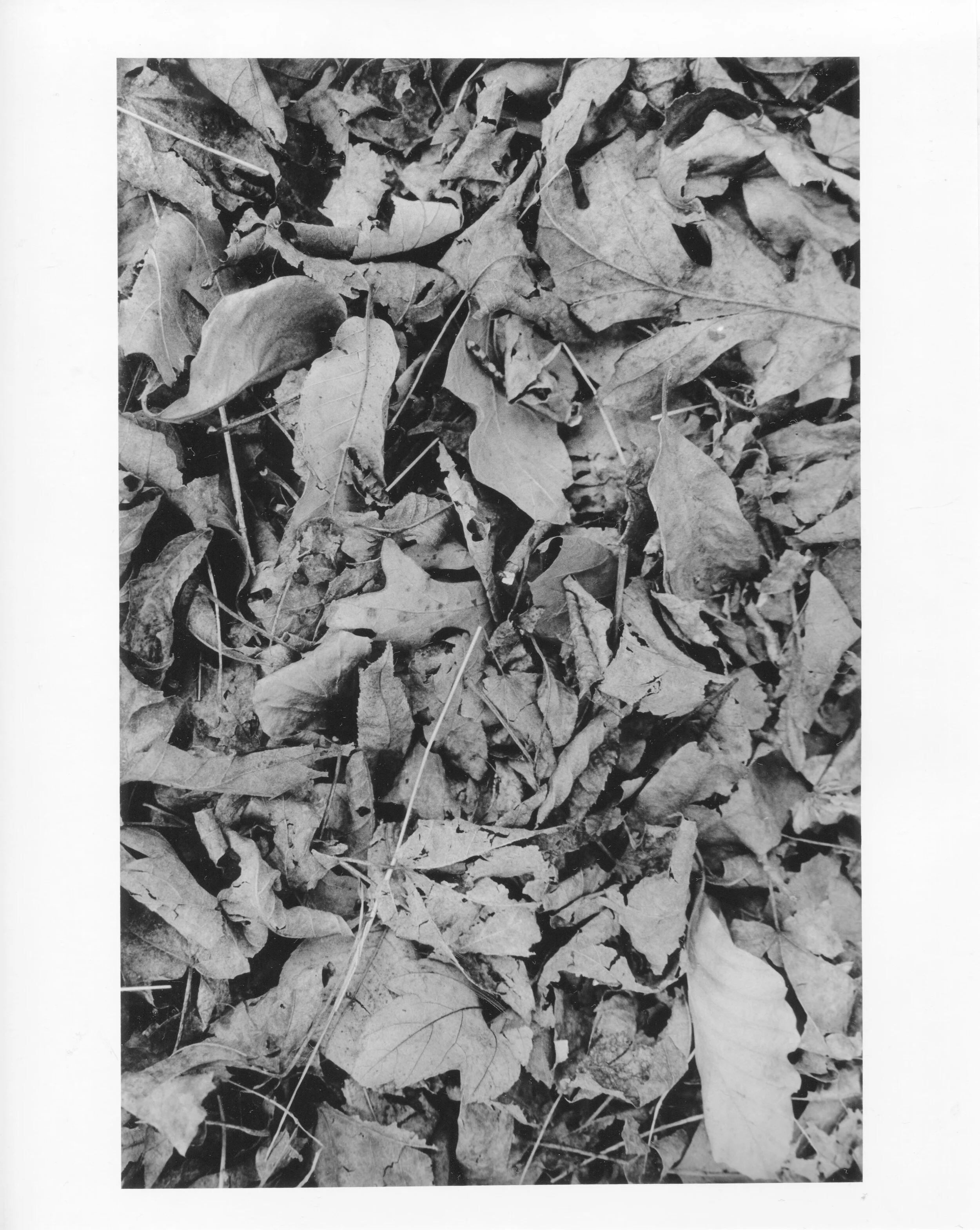 Copy of photo594.jpg