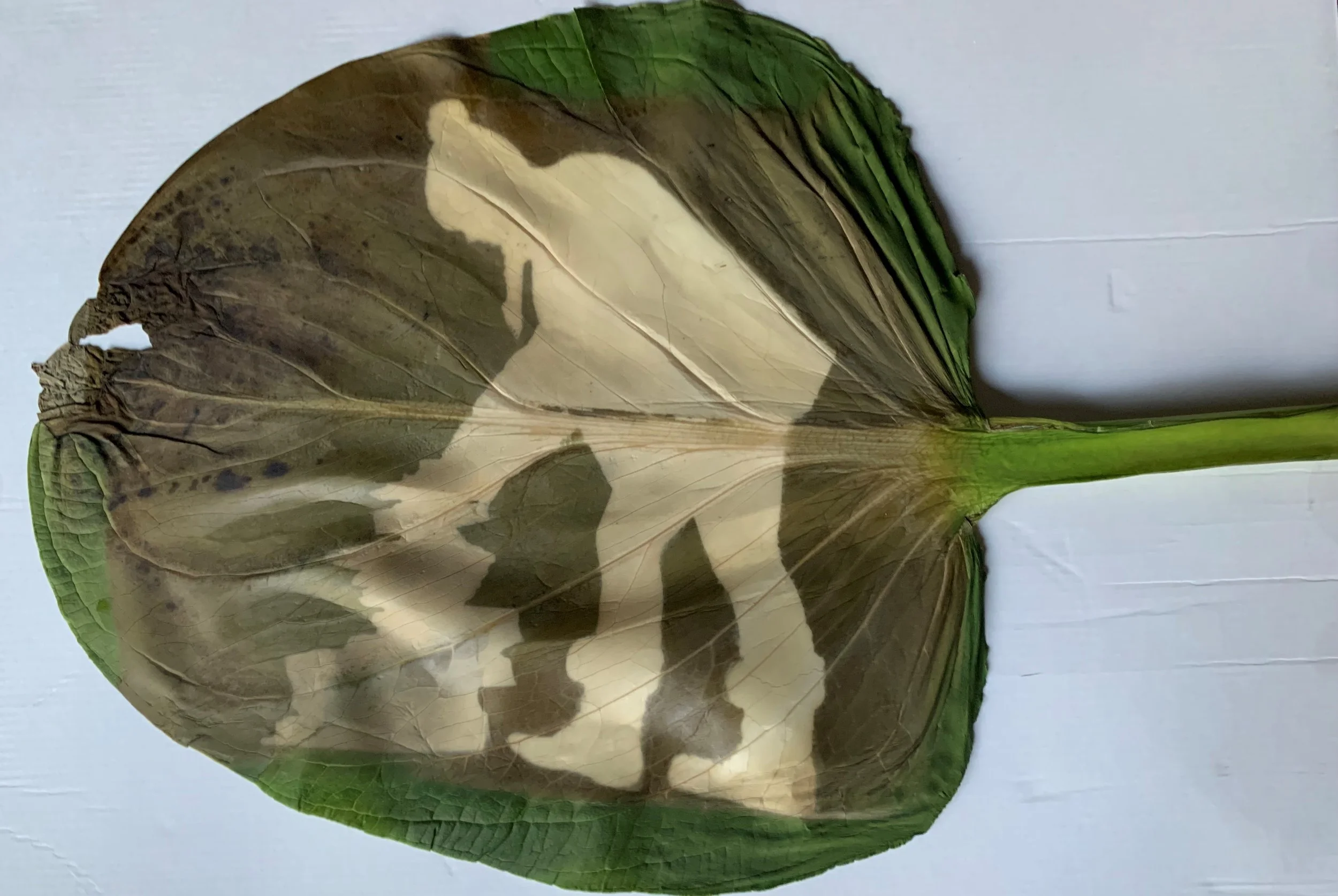 leaf print.jpg