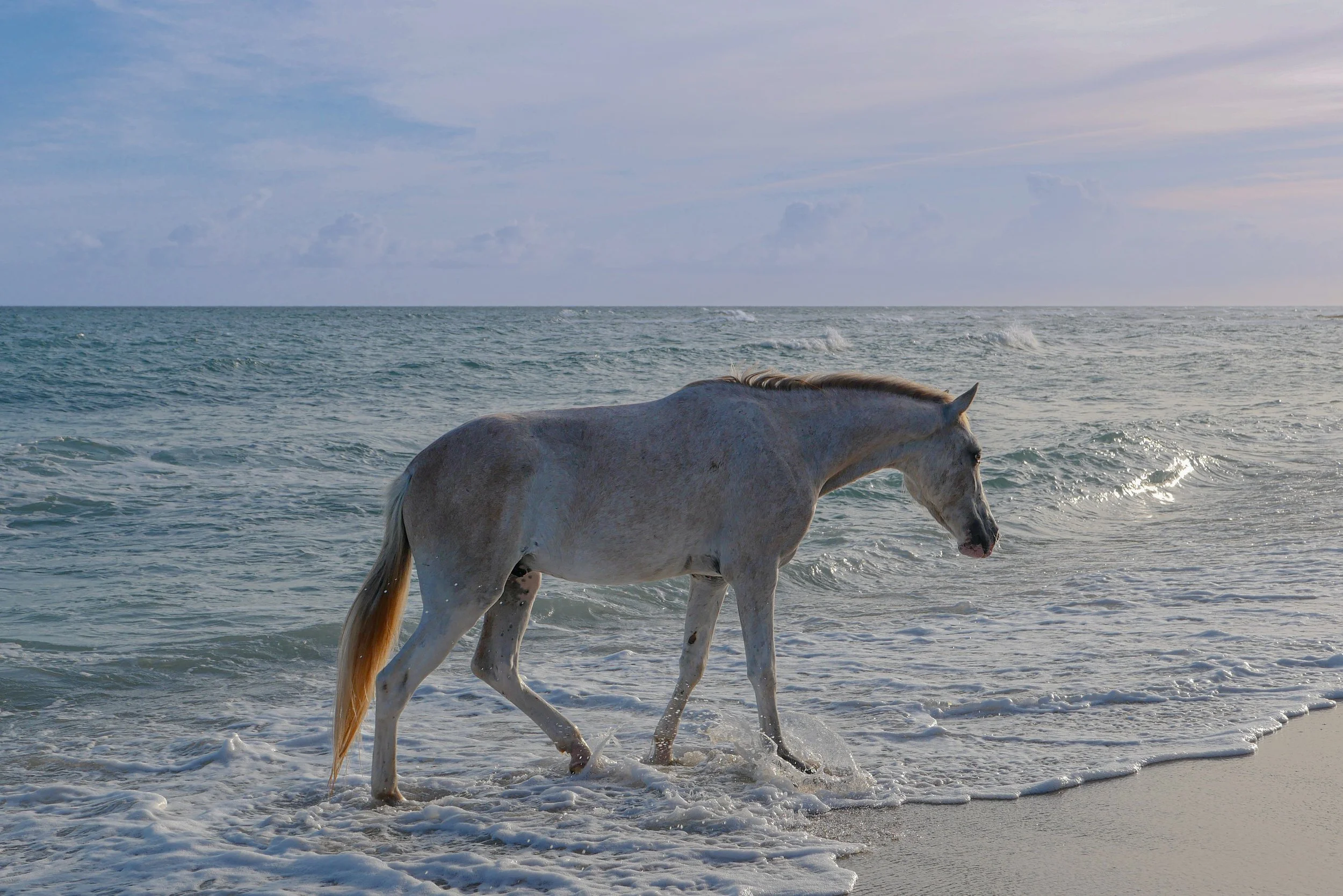 PR Horse-1 (1).jpg