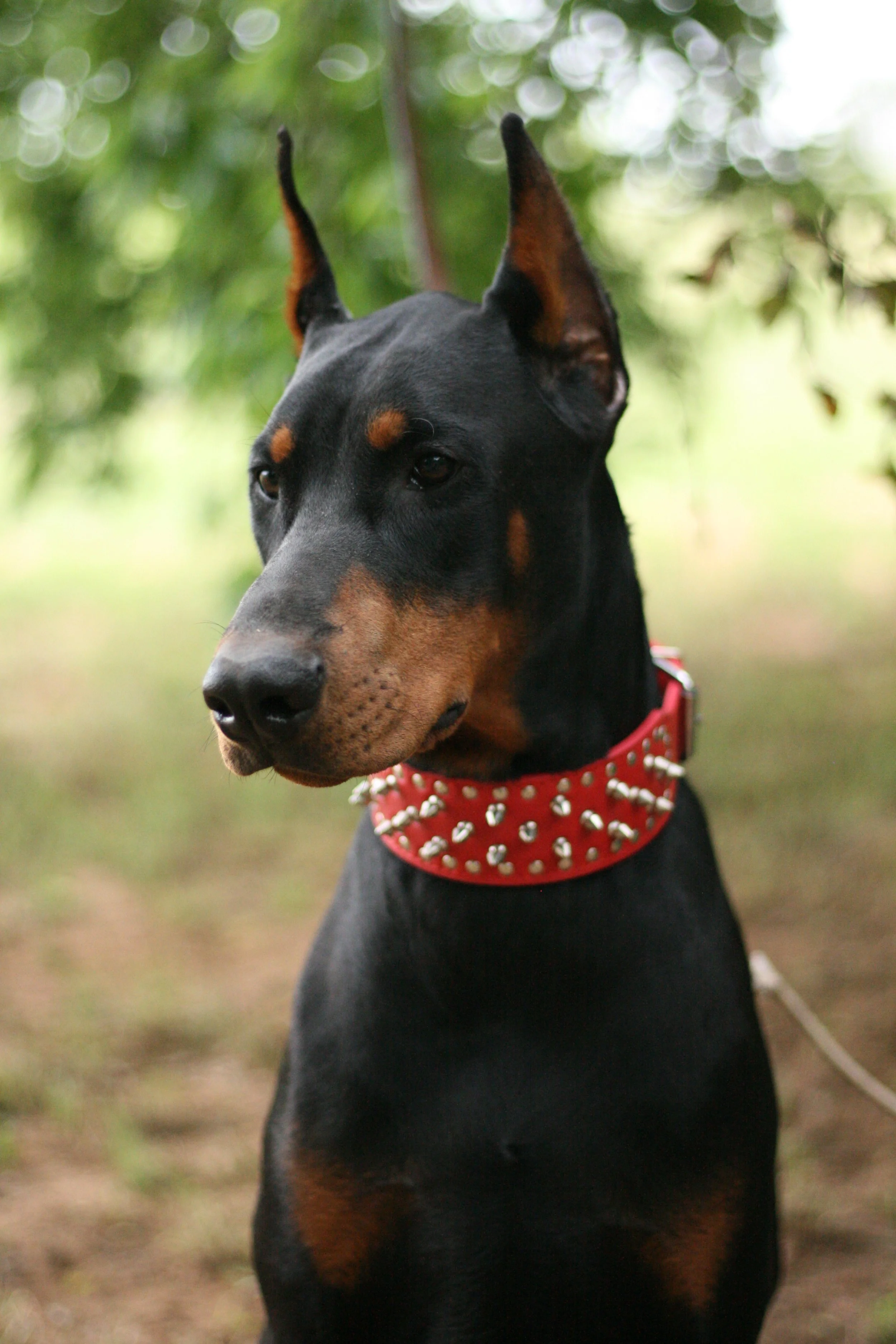 Sire — AKC Doberman Pinschers