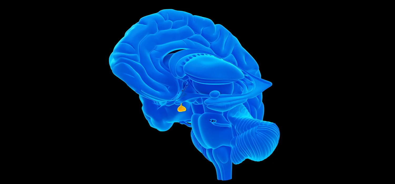 Pituitary-Gland-Image.jpg