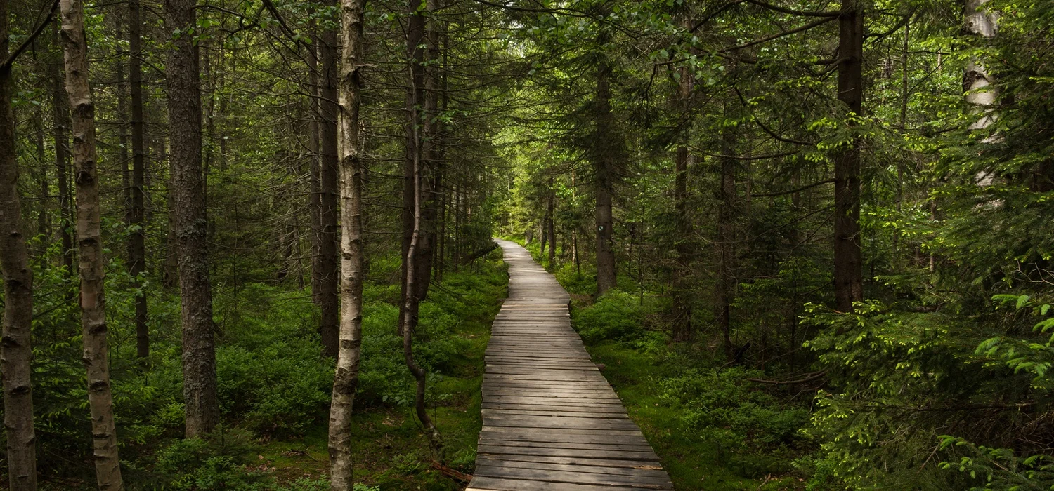 walking-trail-surrounded-by-trees.jpg