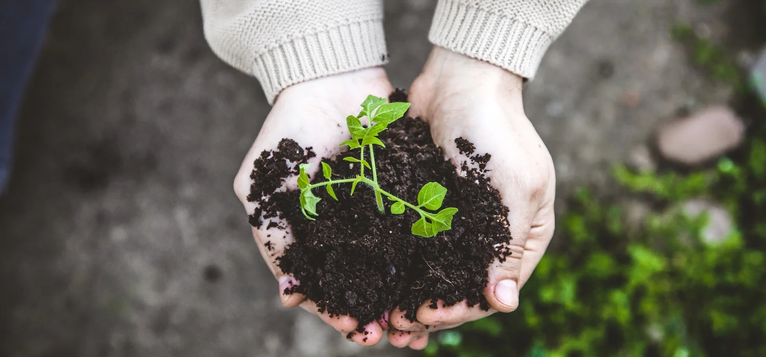 gardener-with-vegetable-seedling-in-spring.jpg