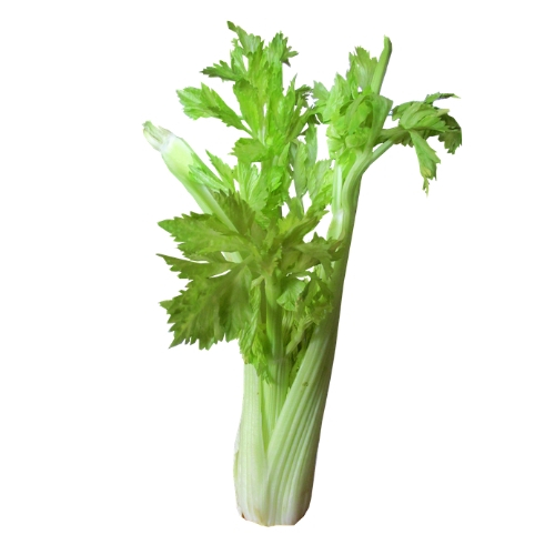 Celery.jpg