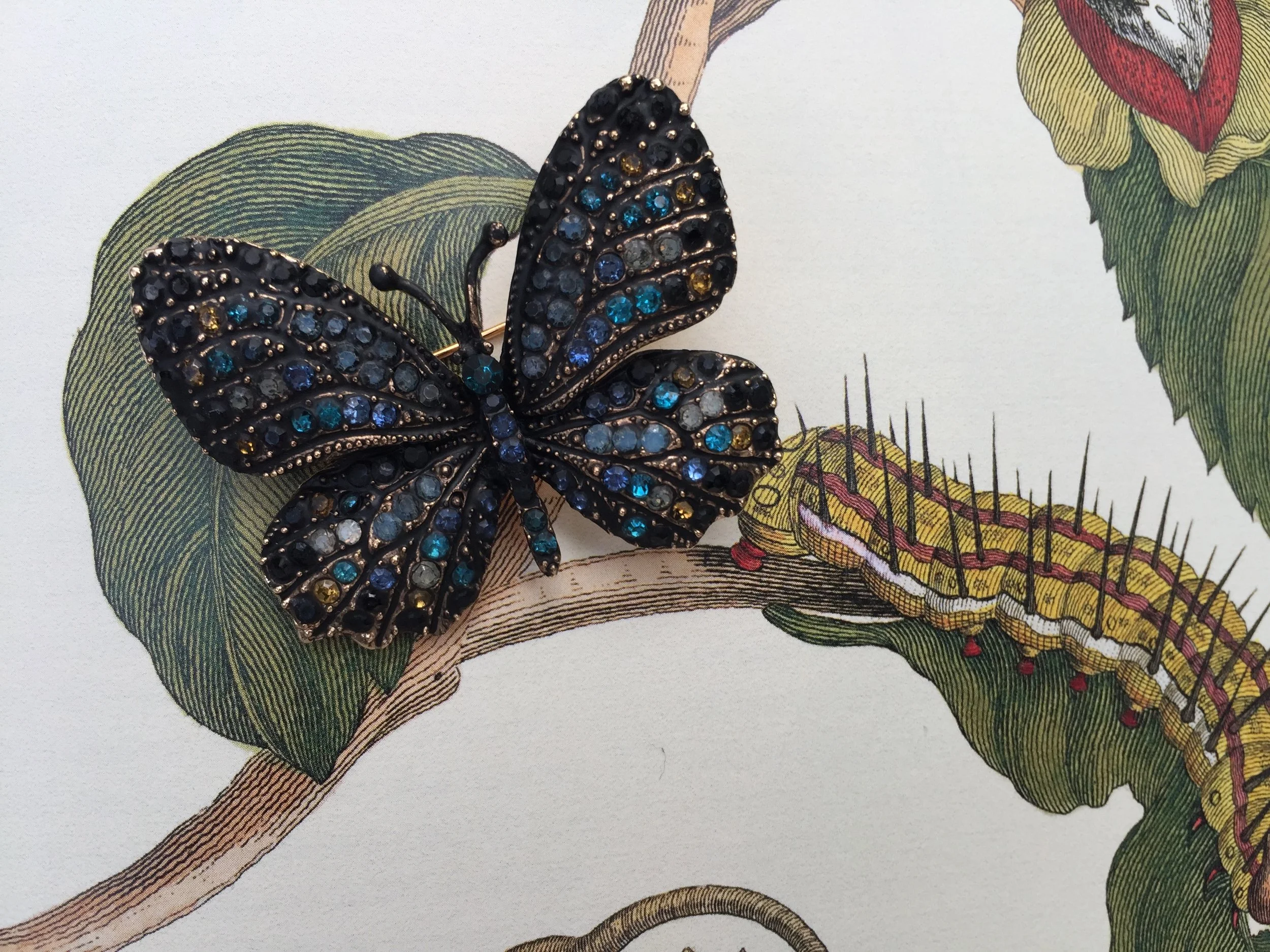 Emperor Butterfly, www.pintamology.com