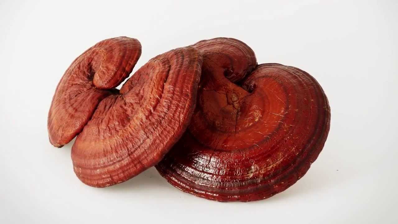 เห็ดหลินจือ (Reishi Extract) — ผลิตภัณฑ์เสริมอาหารบุญ  เป็นผลิตภัณฑ์เสริมอาหารที่ผู้บริโภคทานอันดับหนึ่ง ผลิตภัณฑ์เสริมอาหารบุญ  “บำรุงกระเพาะอาหาร” ผลิต