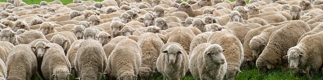 Sheep Central West NSW.jpg