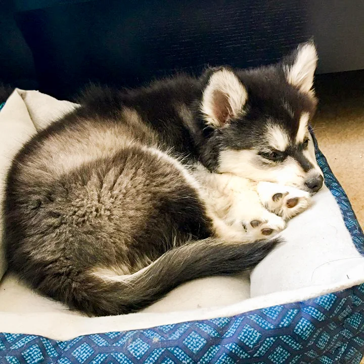 Separation anxiety training if your dog is anxious when left alone, destroying furniture, barking when alone, or labelled as dominant. We meet online and use video chat via skype, zoom, google hangouts, facetime.