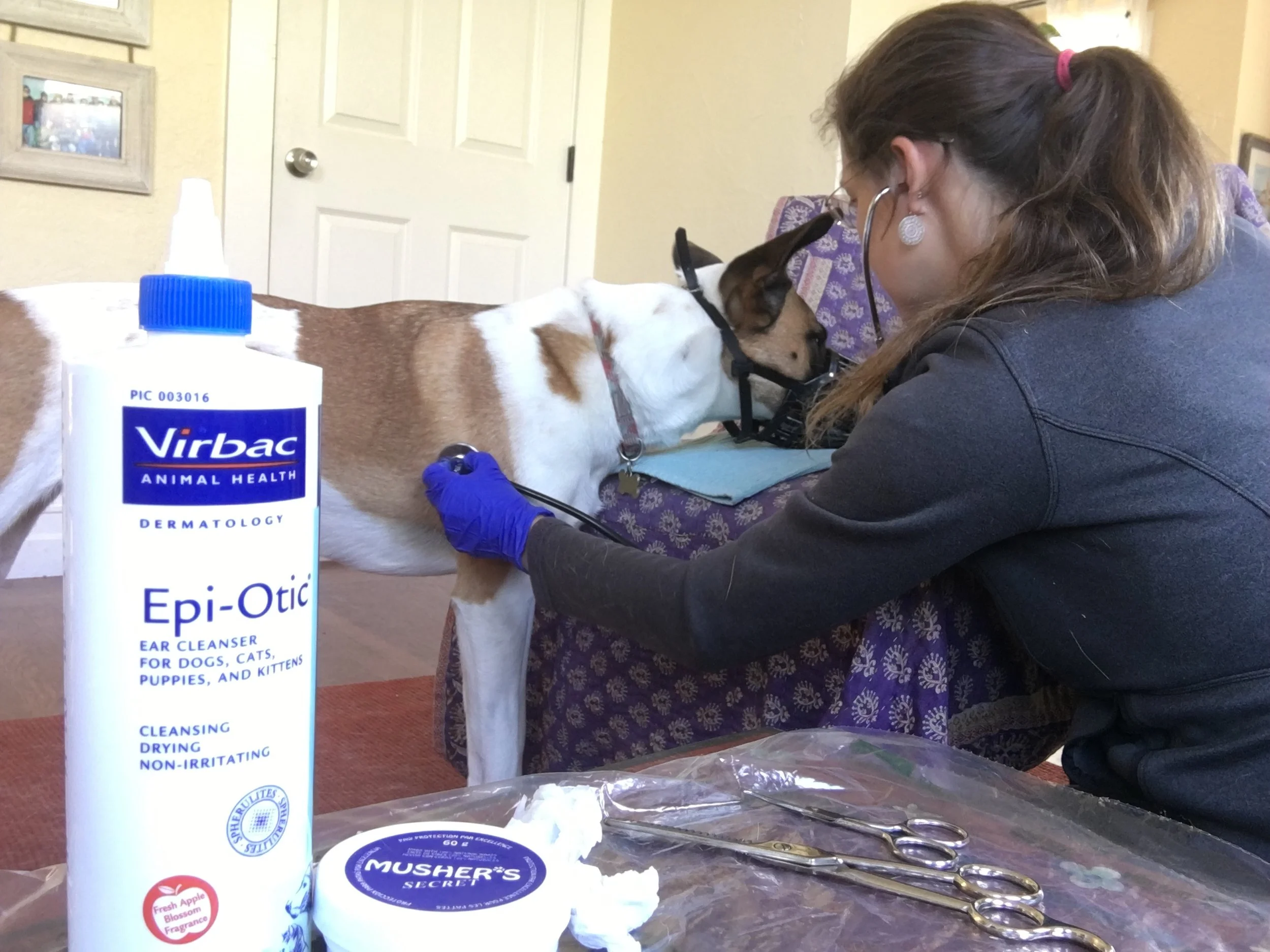 8 Strategies For A Low Stress Vet Visit