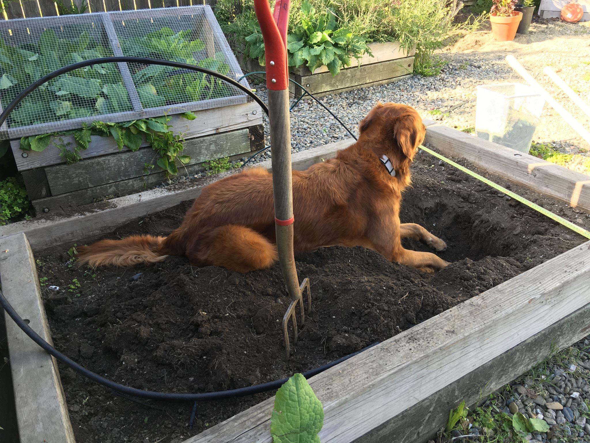 Her first digging box!