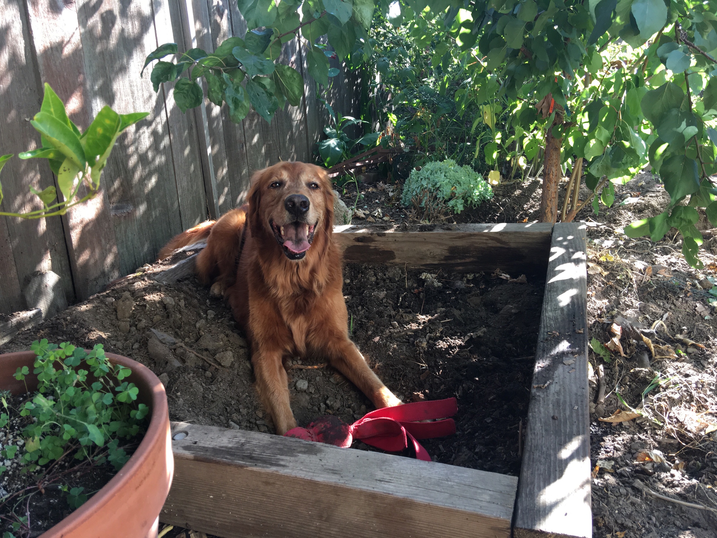 Her new digging box!