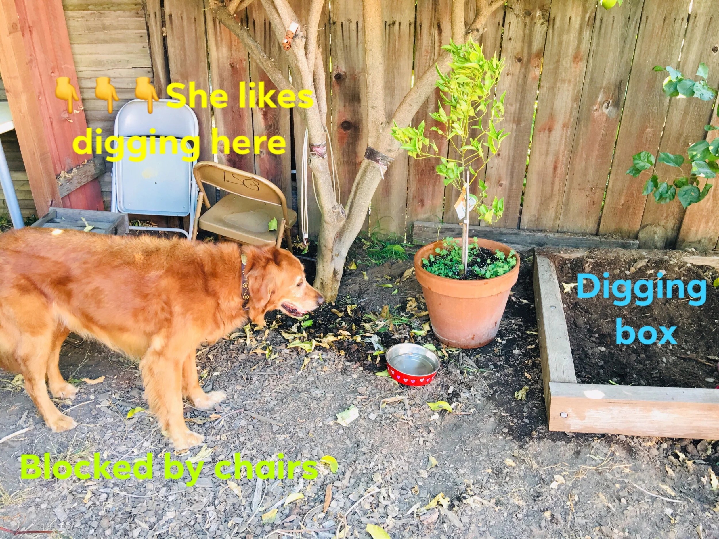 Management while she learns to use her digging box