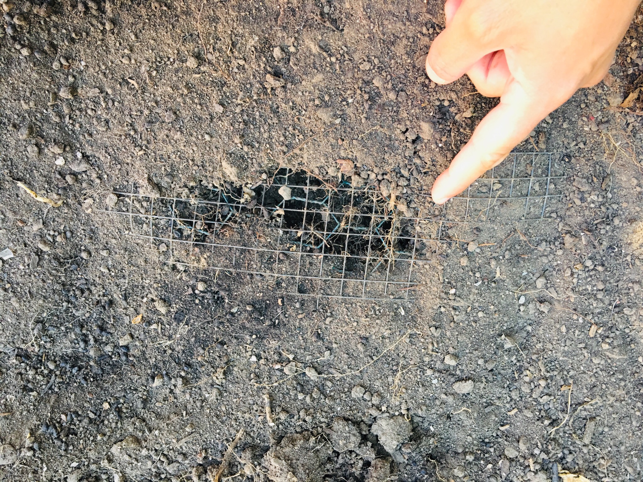 Chicken wire underneath where she usually digs