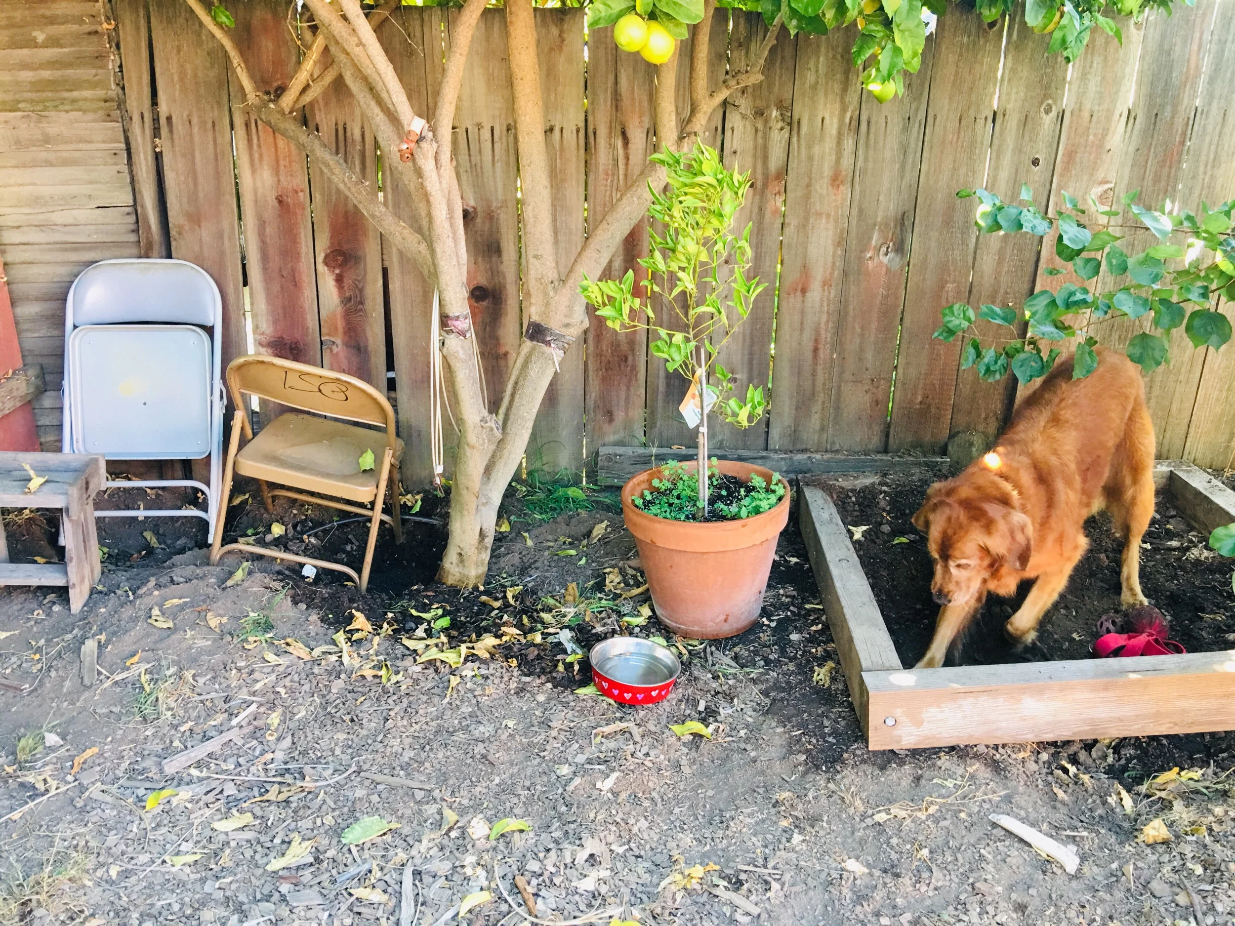 DIG DIG DIG