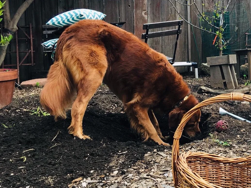 3 steps to save your yard from your digging-monster dog