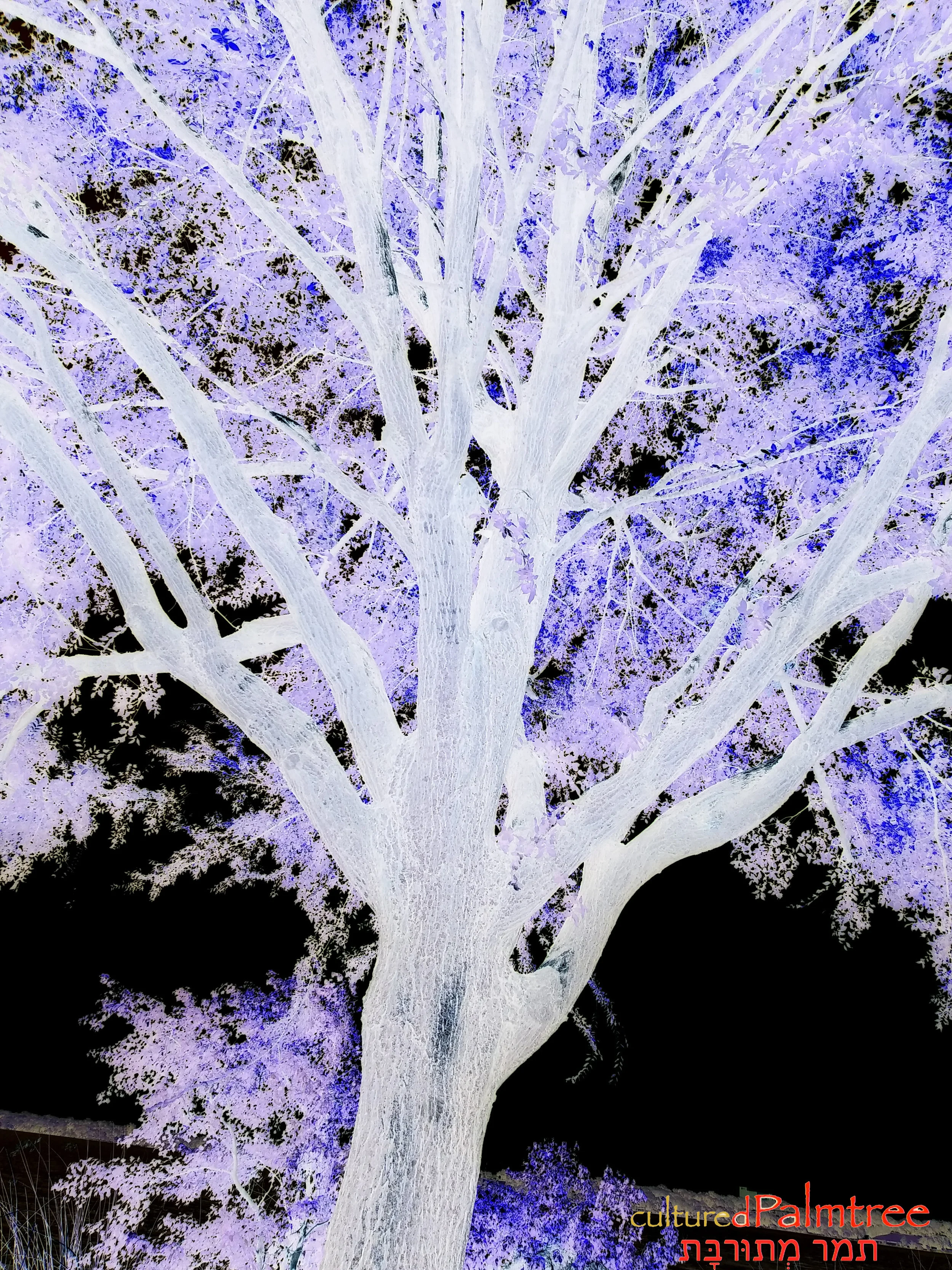 plantkingdom21.jpg