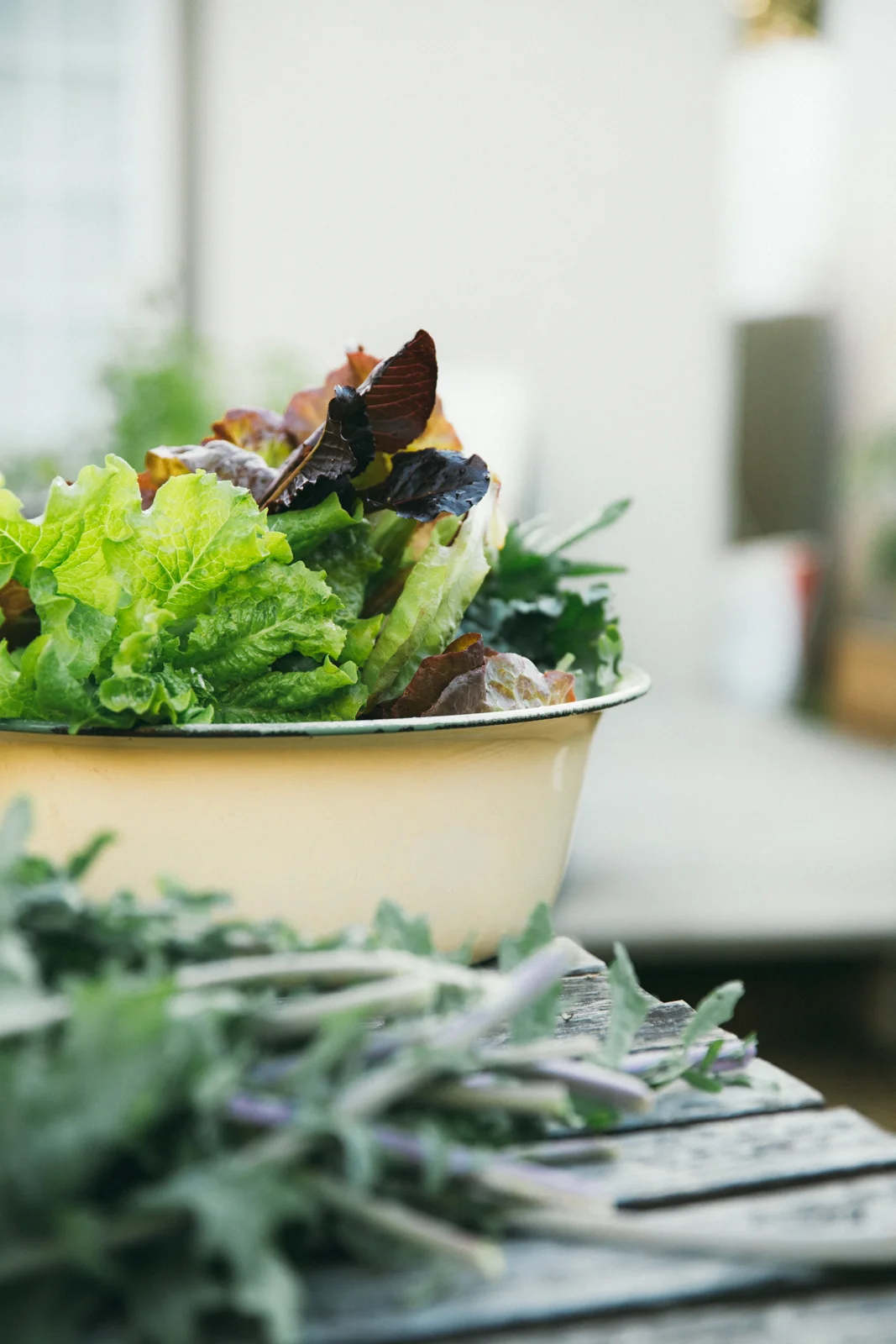 Salad Harvest