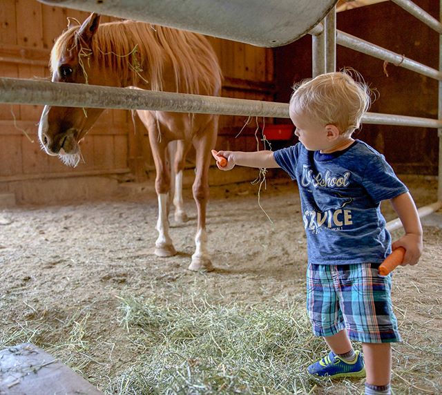 How is he 6 already?  Bennett loves the ranch and helping with chores, riding the quad with Papa as well as riding horses. Love our grandkids!! ❤️ #equinephoto #love #equine #horse #toddler #toddlerboy #carrots #blondehair #farmlife #ranchlife #arabi