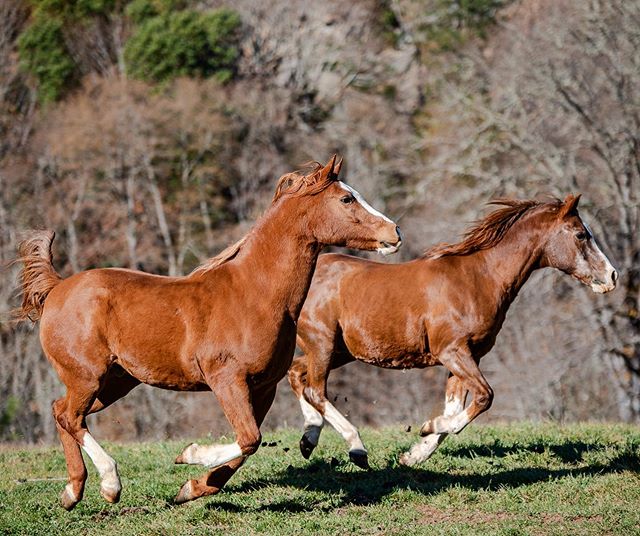 In perfect sync, rippin&rsquo; it up!  #equines #equestrian #equestrianlife #horsesofinstagram #arabianhorses #arabians #horsecrazy #horselove #horsepassion #horsepower #twinturbos #lovehorses #equinephotolove #endurance #endurancehorses #equinephoto