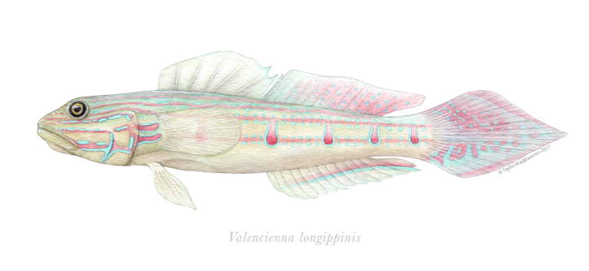 Goby-01.png