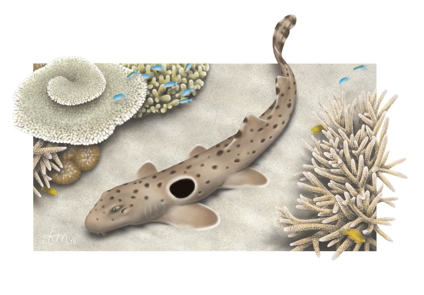 Epaulette - web-01.jpg