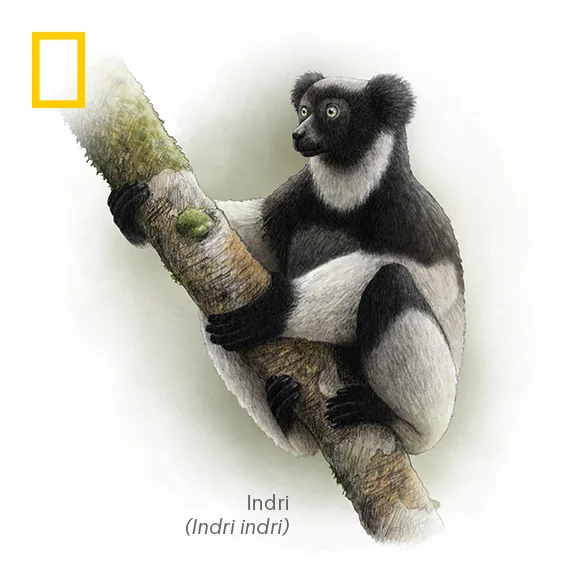 lemur.jpg