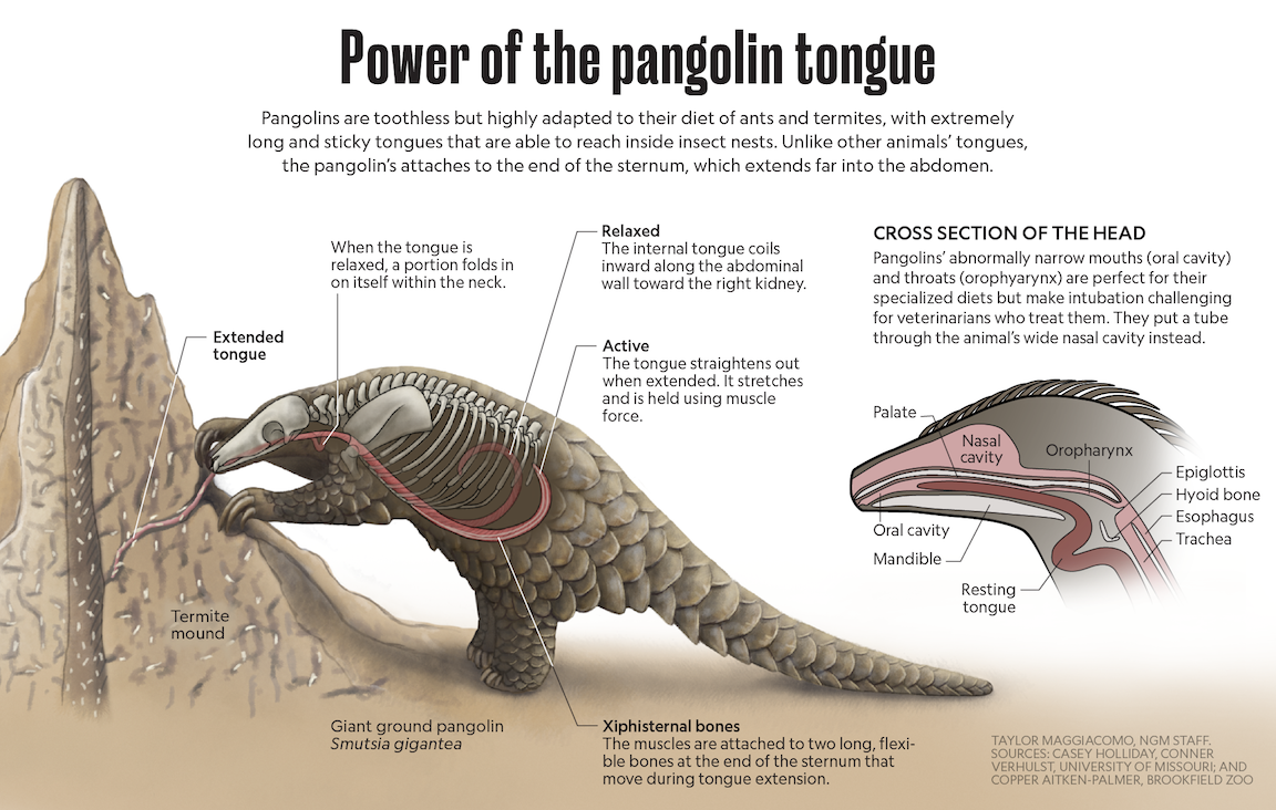 ngm-1904-pangolin-tongue-graphic_ai2html_desktop-medium.png