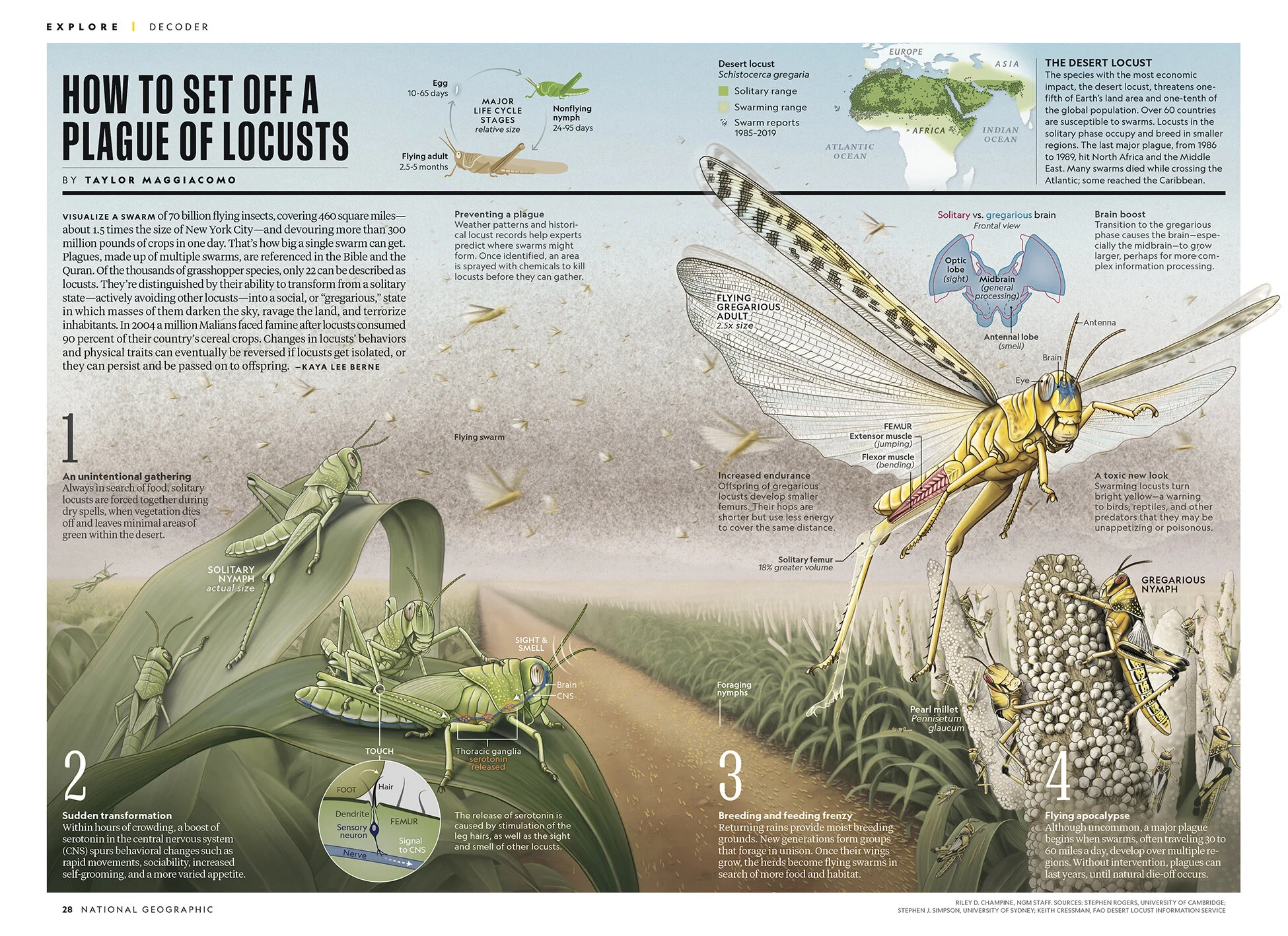 EX DE Locusts.jpg