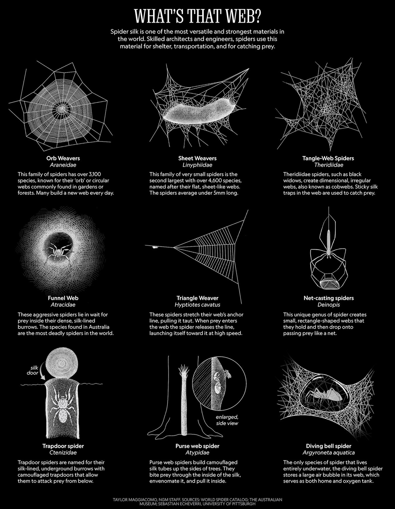 The Different Types Of Spider Webs