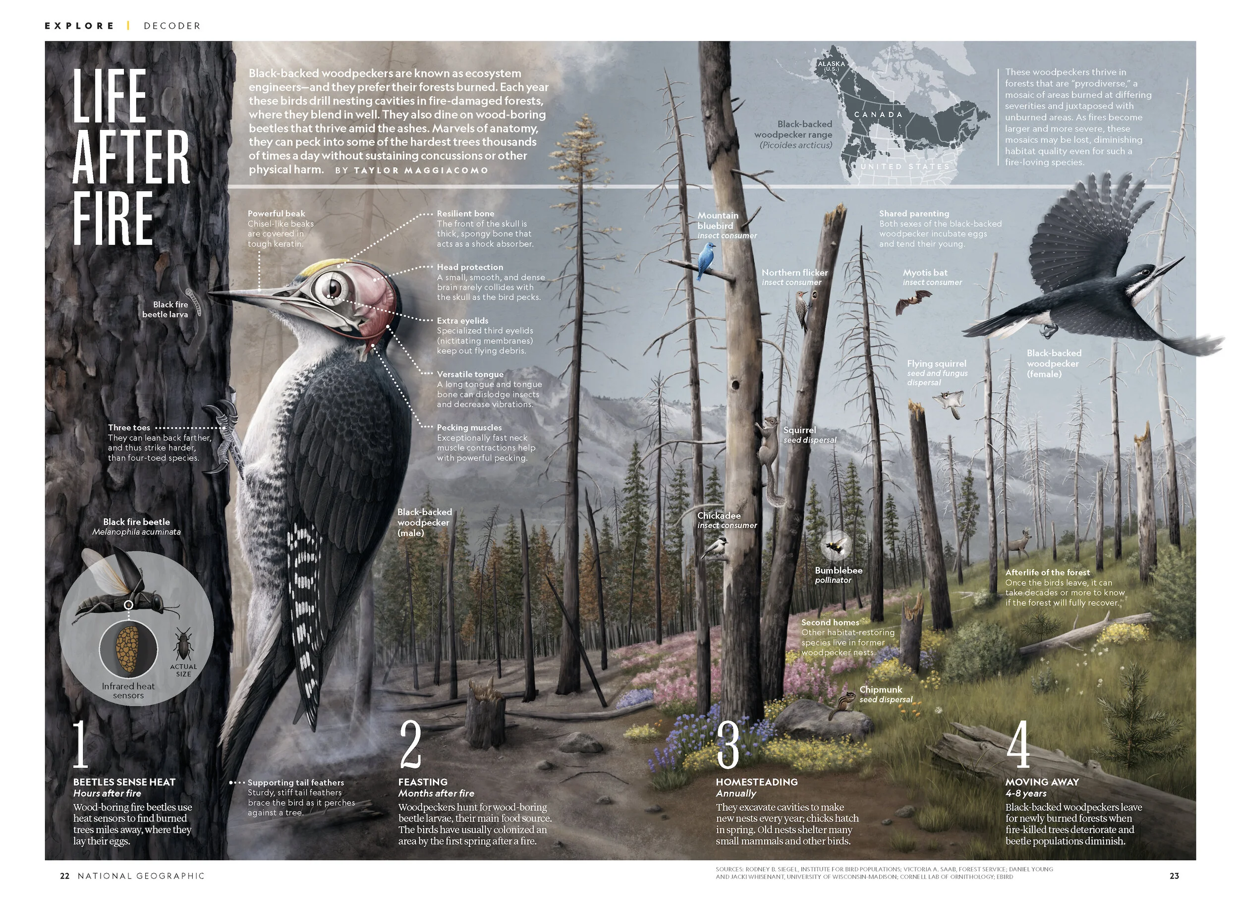 EX DE Woodpeckers_RELEASE_Page_1.jpg