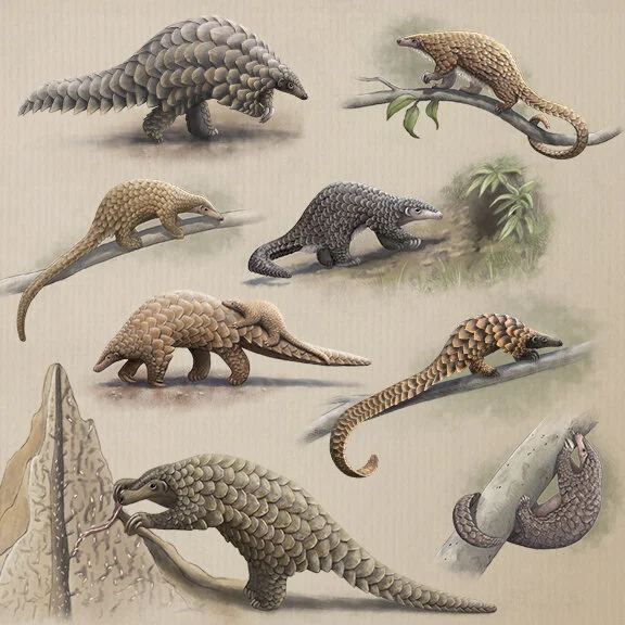 pangolin_2.jpg