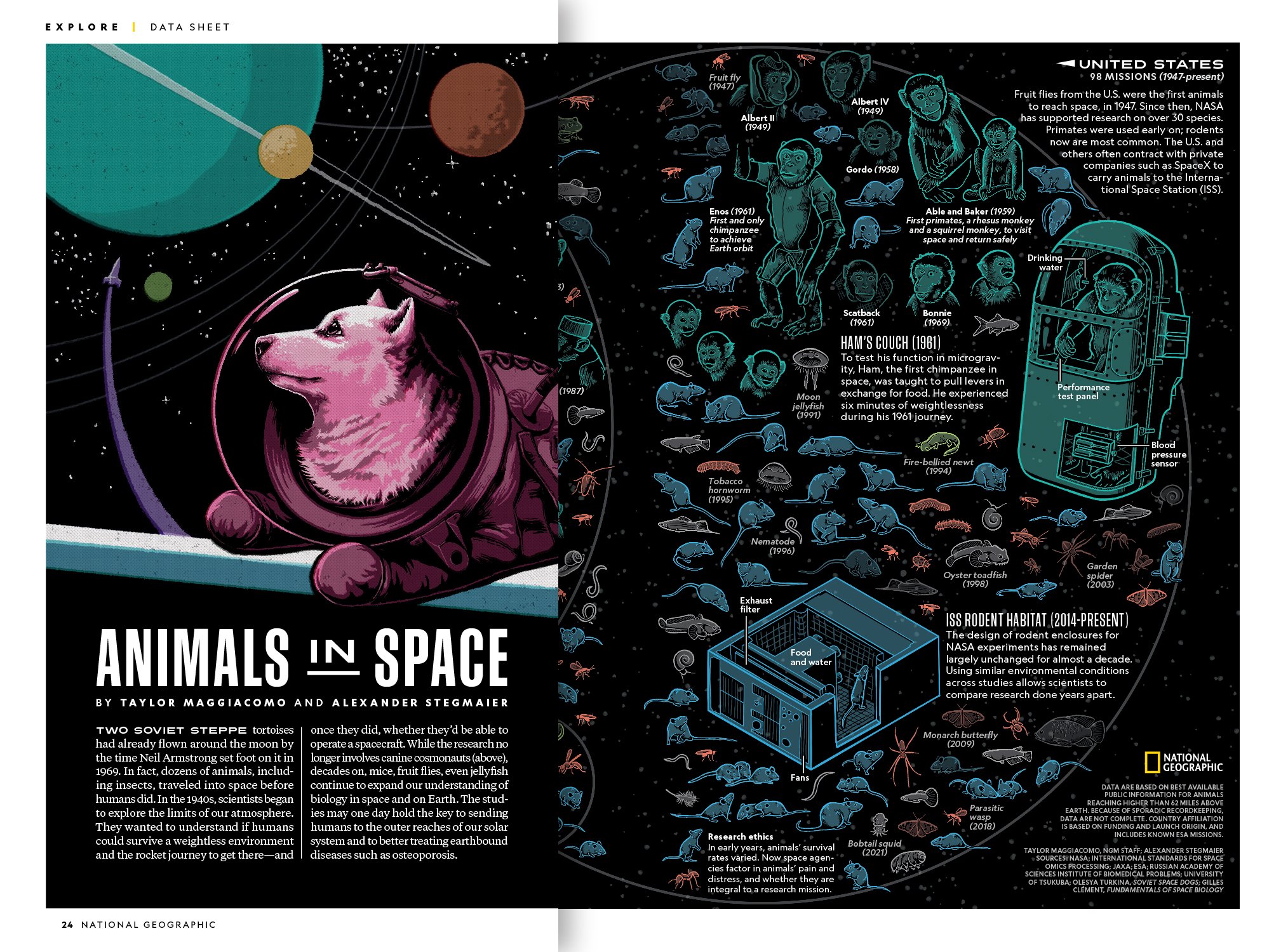 Animals in Space — Taylor Maggiacomo