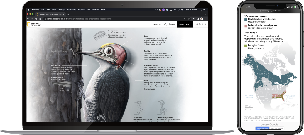 digital mockups-woodpeckers.png