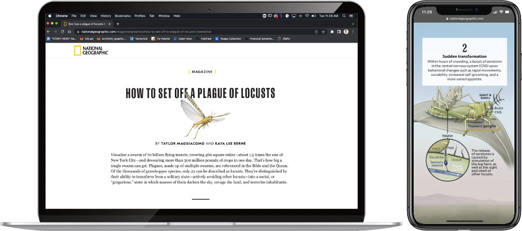 digital mockups-locusts.png