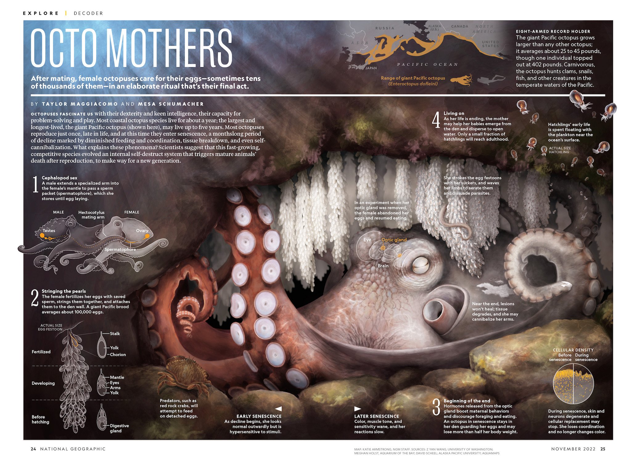 EX DE Octopus Moms_small.jpg