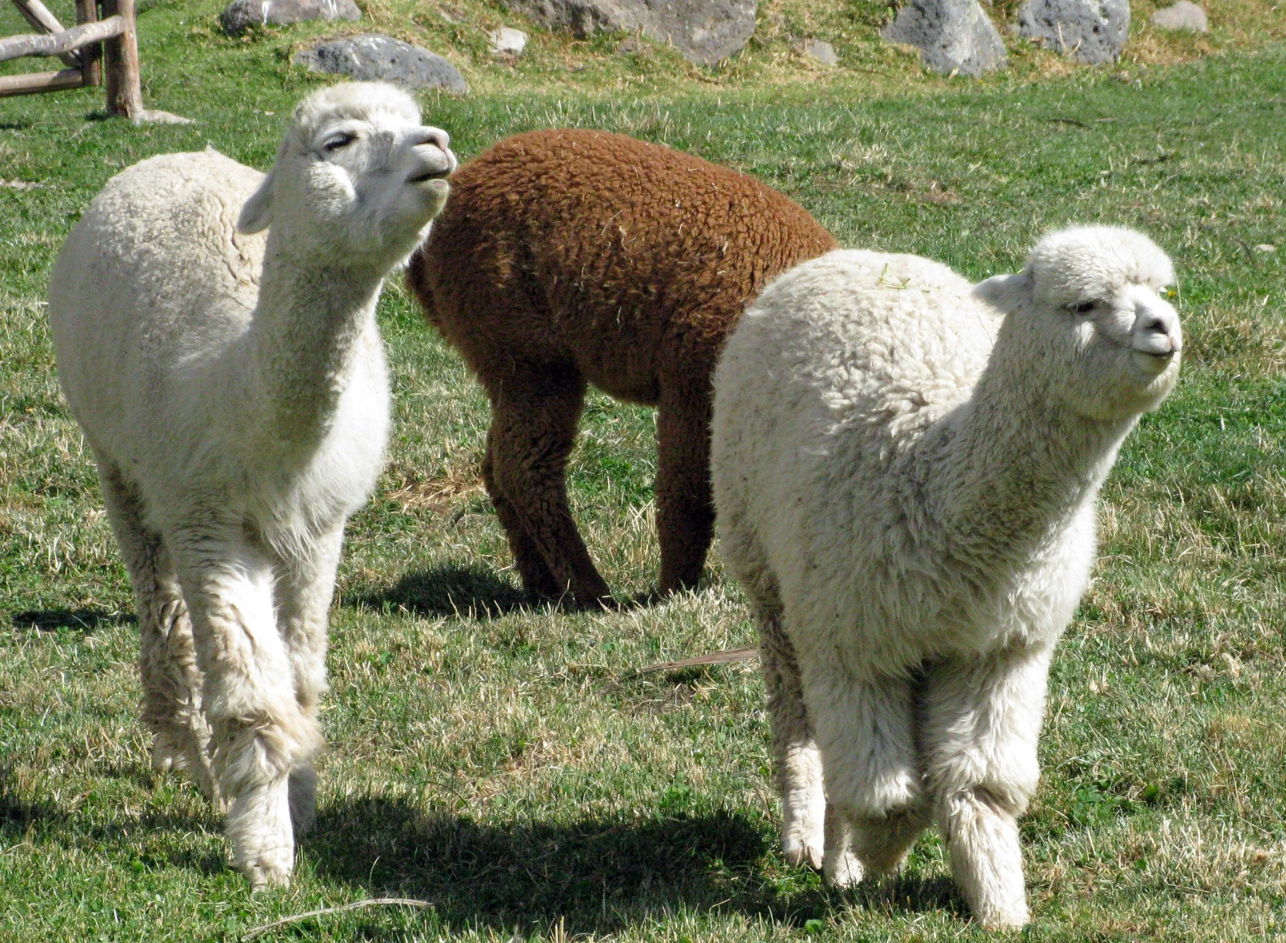 alpacas-336154.jpg