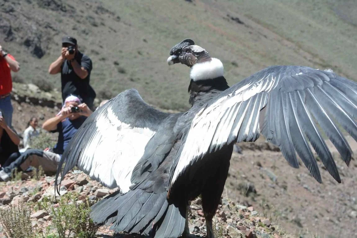 condor (8B)CRUZ DEL CONDOR.jpg